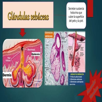 glandulas-sebaceas-sudoriparas-y-u-a-pptx