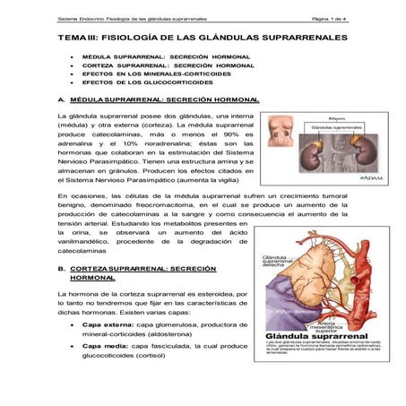 Glandulas suprarrenales