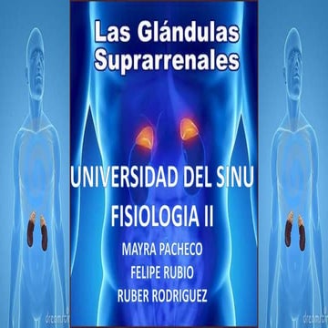 GLANDULAS SUPRARRENALES FISIOLOGIA