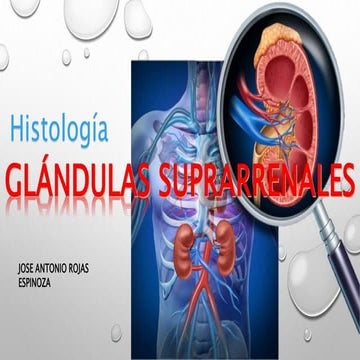 GLANDULA SUPRARRENAL HISTOLOGIA