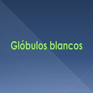 Glóbulos blancos