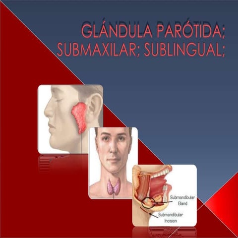 Anatomia de la glandula parotida jonathan molina | PPTX