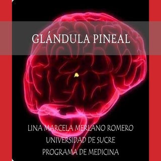 Glándula pineal