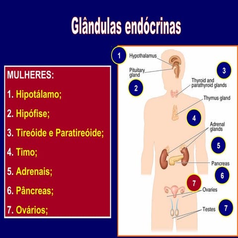Glândulas endócrinas