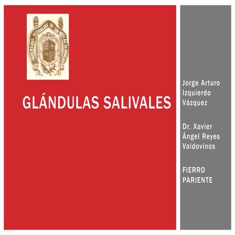 Glándulas salivales
