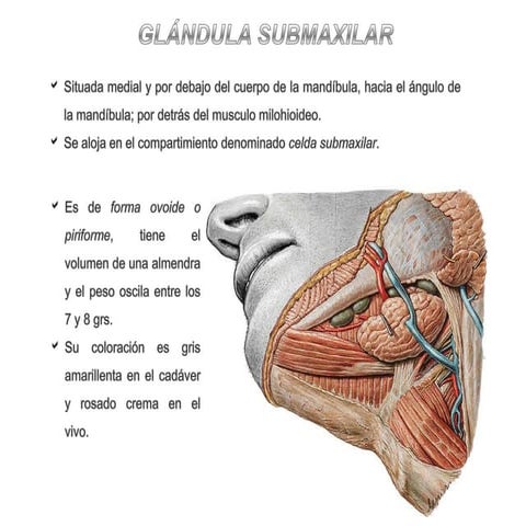 Glándulas submaxilar y sublingual