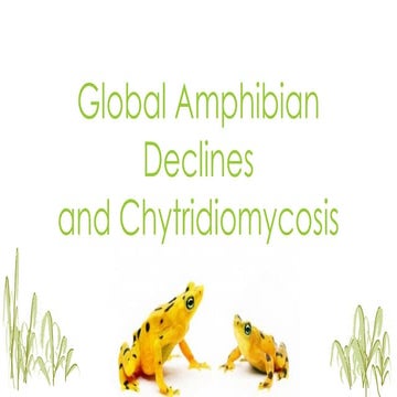 Global Amphibian Declines and Chytridiomycosis