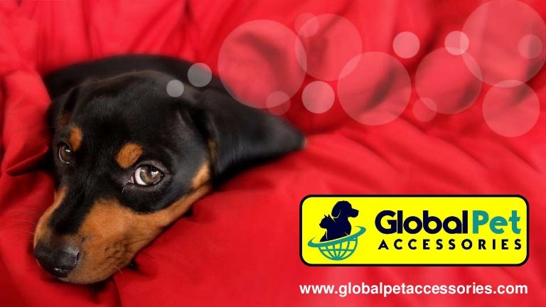 pet accessories online