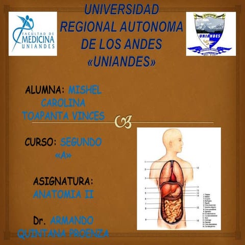 Glosario- Aparato digestivo