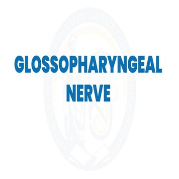 Glossopharyngeal Nerve (9th Cranial Nerve).pdf
