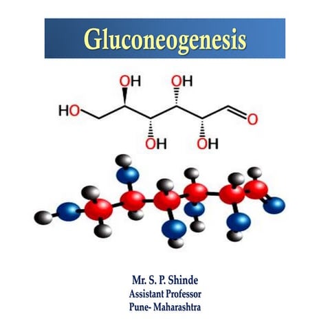 Gluconeogenesis