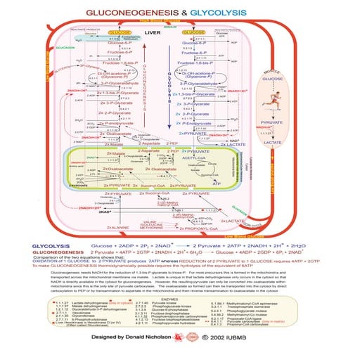 Gluconeogenesis and glycolisis