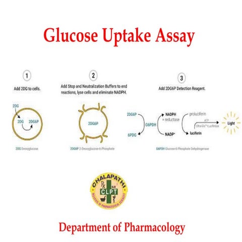 Glucose uptake assay