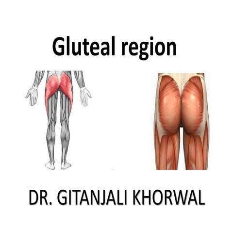 Anatomy of Gluteal Region | PPTX