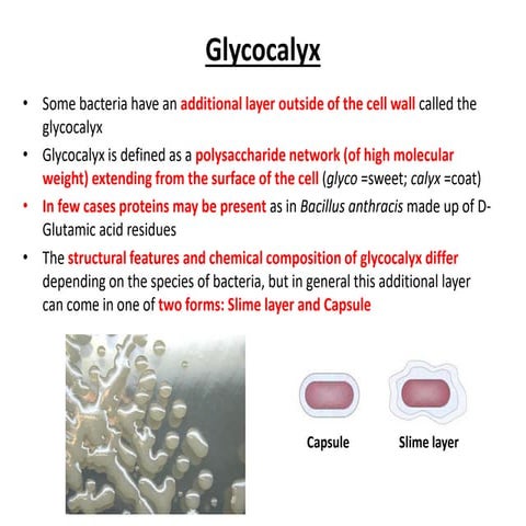 Glycocalyx capsule an brief overview.pdf