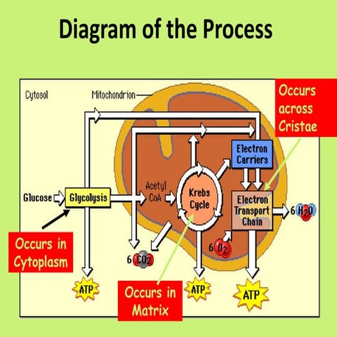 Glycogen by Shivneel Singh