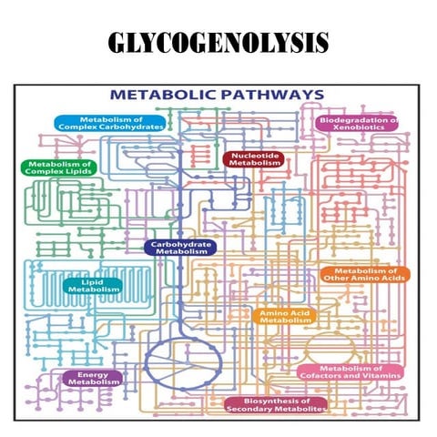 Glycogenolysis