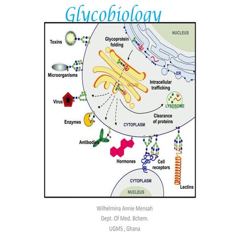 Glycolbiology