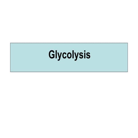 Glycolysis
