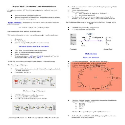 Glycolysis