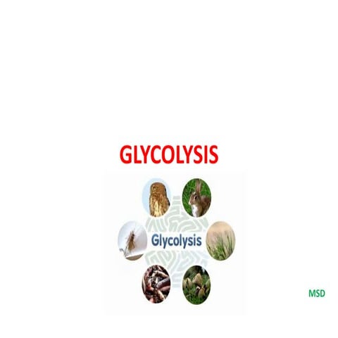 Glycolysis
