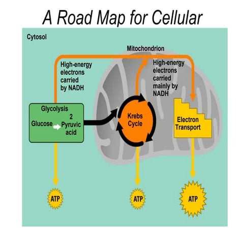 Glycolysis And Fermentation