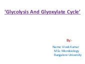 Glycolysis and glyoxylate Cycle