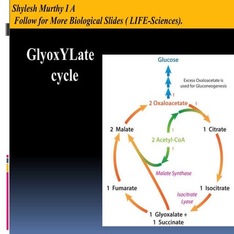 Glyoxylate cycle PATHWAYS REACTION