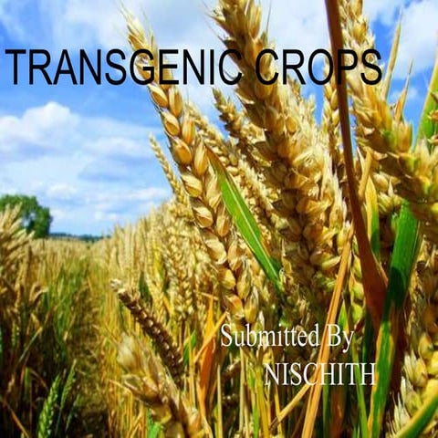 TRANSGENIC CROPS
