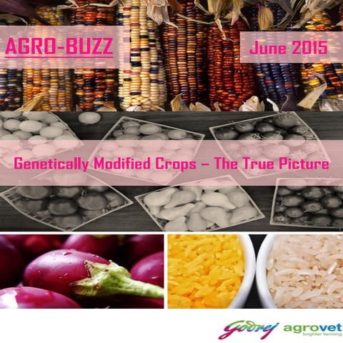 Agro-Buzz | GM crops:The True Picture