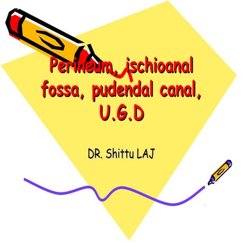 Perineum, ischioanal fossa, pudendal canal, urogenital diaphragm