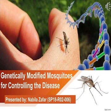 Genetically Modified Mosquito