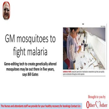 Gm mosquitoes to fight malaria