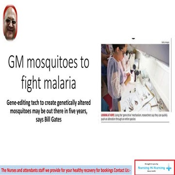 Gm mosquitoes to fight malaria