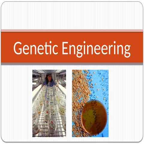 GMO in bachelor of science in agriculture