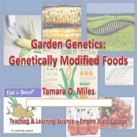 Genetically modified organisms (Tamara)