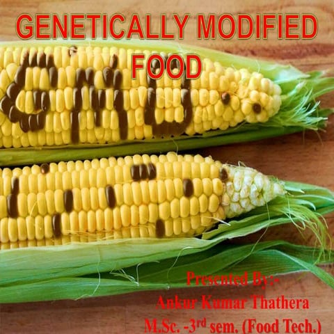 Genetically Modified Potato | PPTX