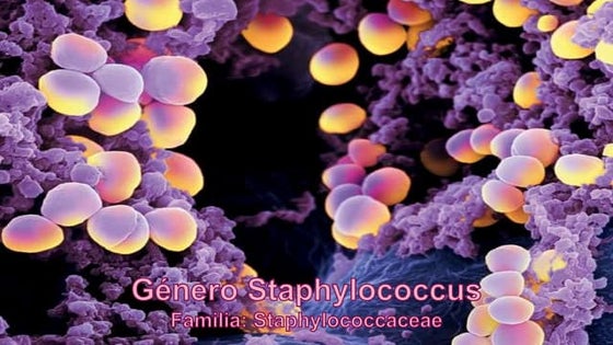 Staphylococcus | PPT