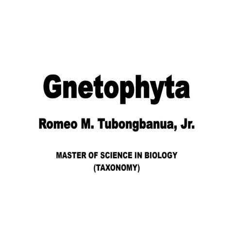 Gnetophyta