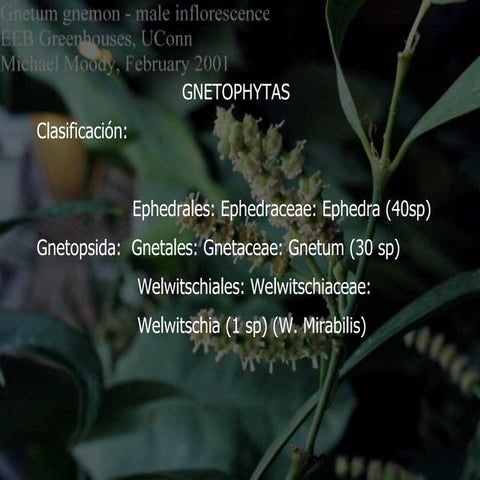 Gnetophyta