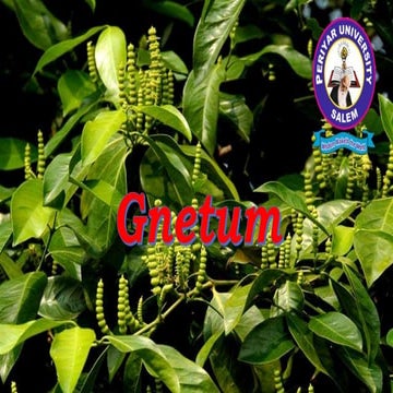 Anatomy, and reproduction of Gnetum.pptx