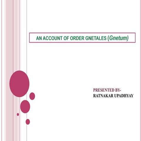 All about Gnetum (Gymnosperm)