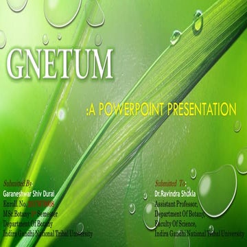 Gnetum: A Powerpoint Presentation on Gymnospems