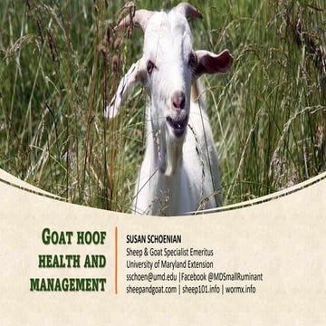 Goat Hoof Health