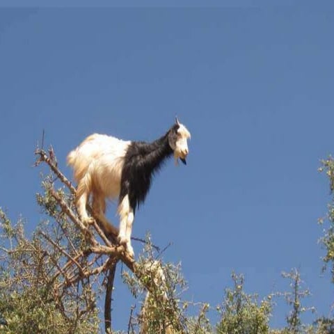 Goats Climbing Argania Tree (Morocco) | PPTX
