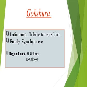 Gokhru | PPTX