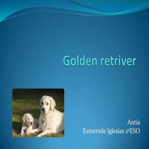 Golden retriver