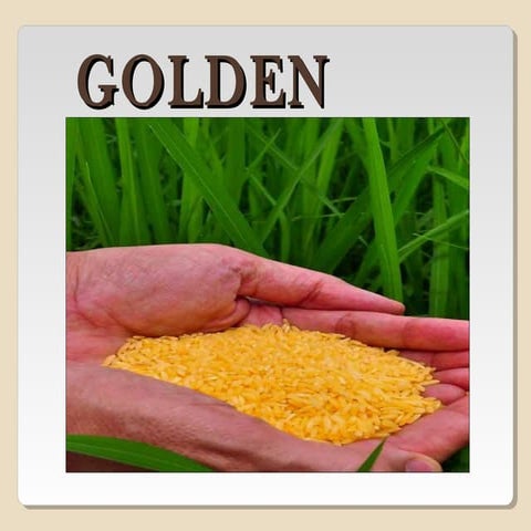 Golden rice