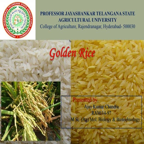 Golden rice