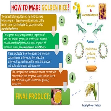 How Golden Rice is Made.